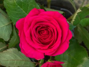 Превью обои роза, листья, лепестки, цветок, макро, розовый