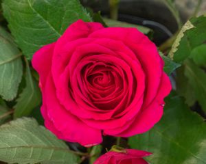 Превью обои роза, листья, лепестки, цветок, макро, розовый