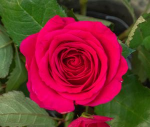 Превью обои роза, листья, лепестки, цветок, макро, розовый