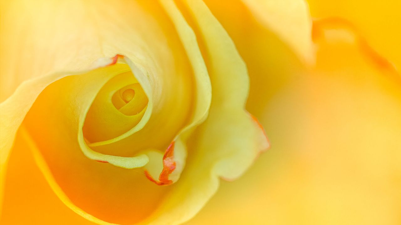 Обои роза, макро, желтый, цветок