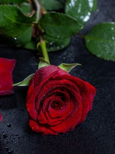 Превью обои роза, мокрый, лепестки, цветок, капли, поверхность