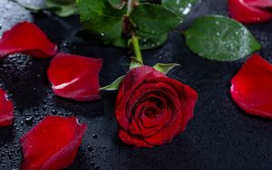 Превью обои роза, мокрый, лепестки, цветок, капли, поверхность