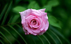 Превью обои роза, мокрый, распускаться, капли, роса, листья, розовый, крупный план