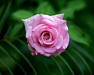 Превью обои роза, мокрый, распускаться, капли, роса, листья, розовый, крупный план
