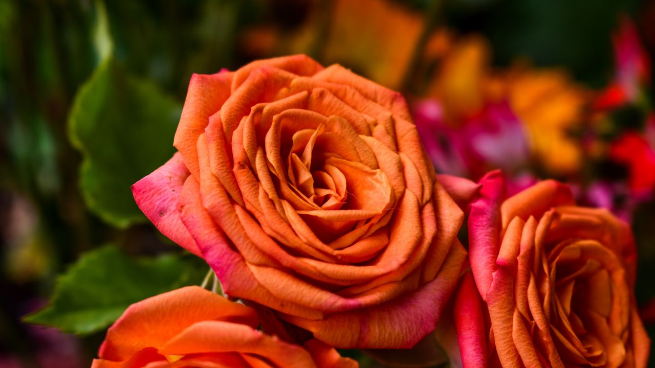 Обои роза, оранжевый, бутон, лепестки