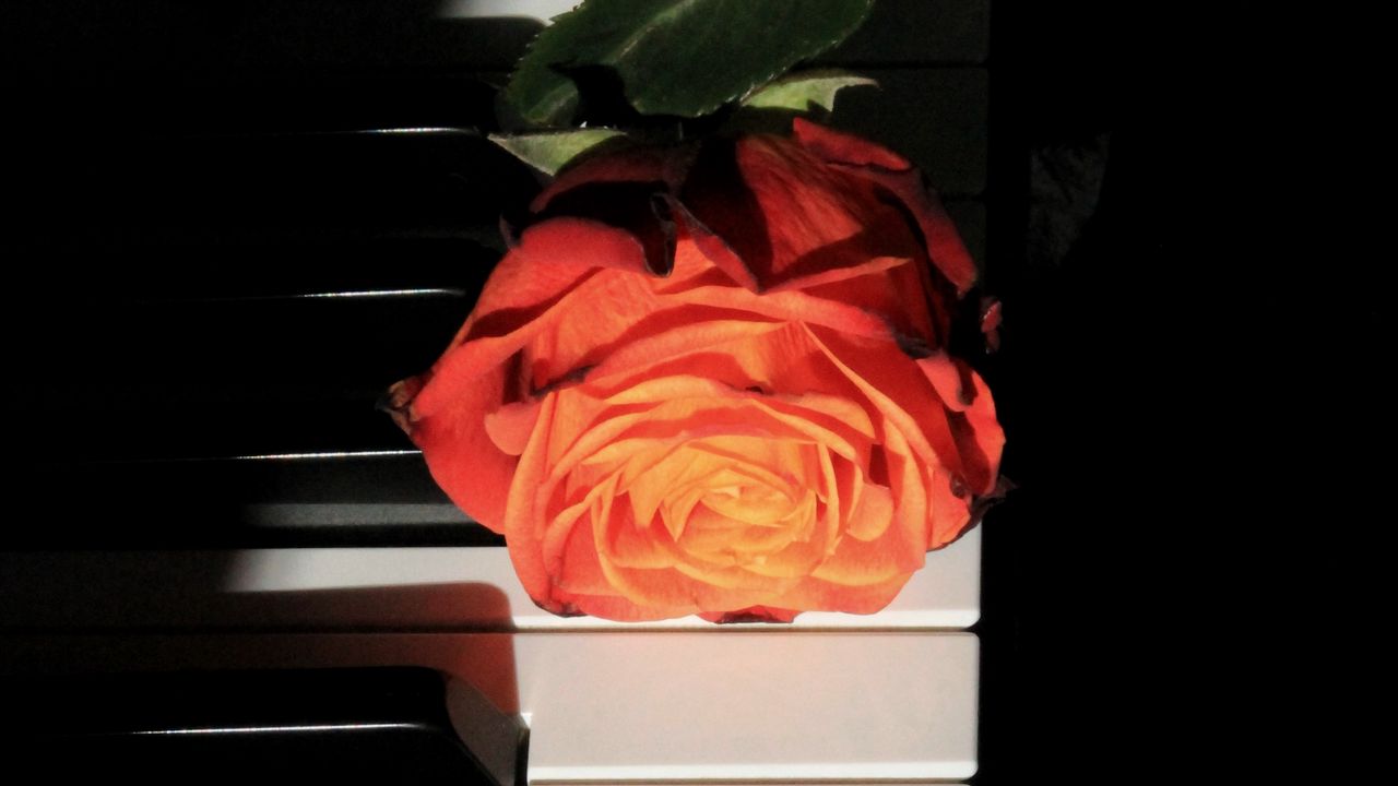 Обои роза, пианино, клавиши, цветок, музыкальный инструмент