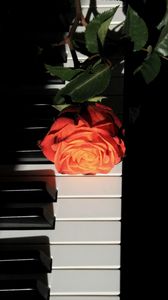 Превью обои роза, пианино, клавиши, цветок, музыкальный инструмент