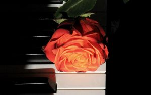 Превью обои роза, пианино, клавиши, цветок, музыкальный инструмент