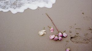 Превью обои роза, пляж, побережье