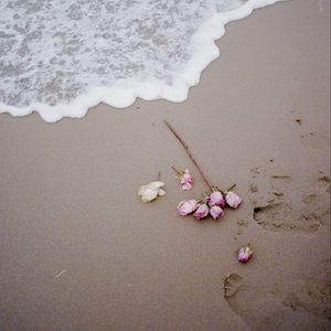 Превью обои роза, пляж, побережье