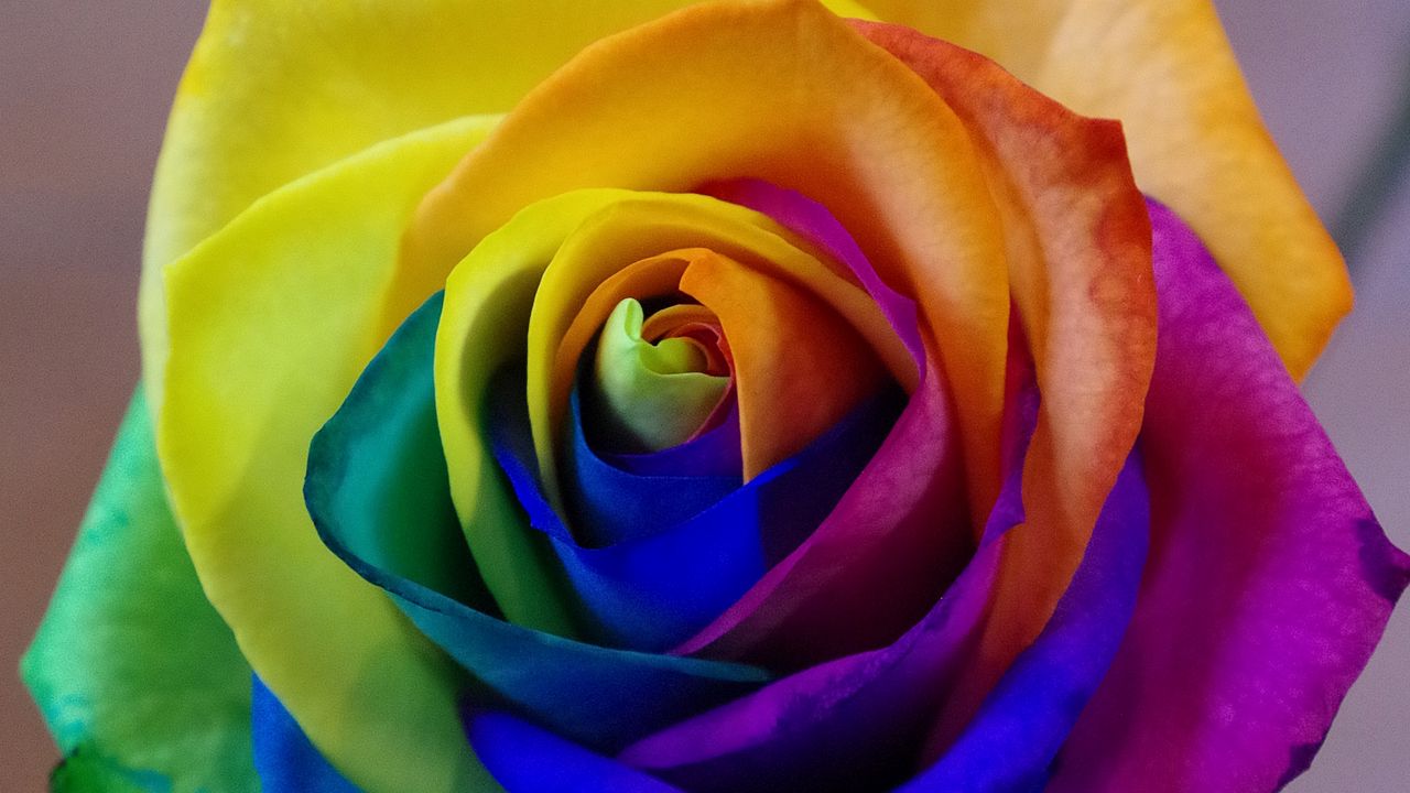 Обои роза, радужный, бутон, разноцветный