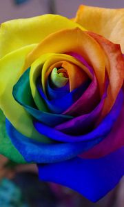 Превью обои роза, радужный, бутон, разноцветный