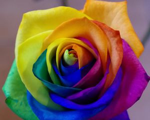 Превью обои роза, радужный, бутон, разноцветный