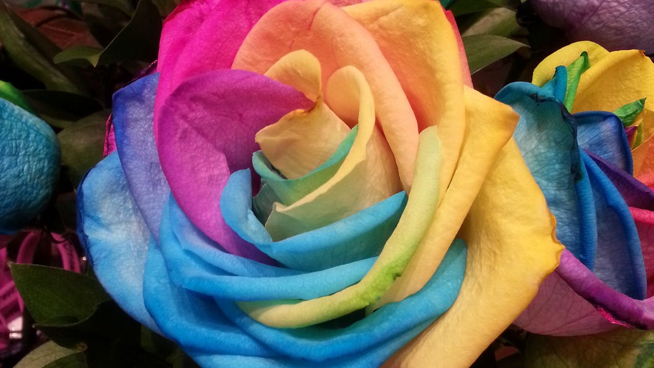 Обои роза, радужный, разноцветный