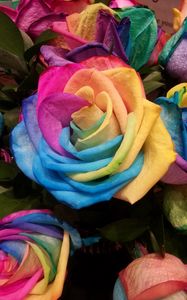 Превью обои роза, радужный, разноцветный