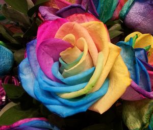 Превью обои роза, радужный, разноцветный