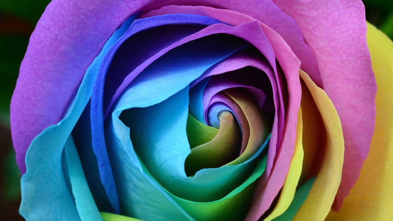 Обои роза, разноцветный, бутон, крупным планом