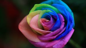 Превью обои роза, разноцветный, бутон, садовая, окрашеный