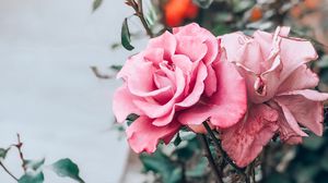 Превью обои роза, розовый, бутон, цветок, стебель