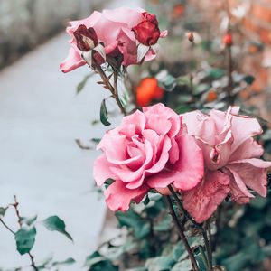 Превью обои роза, розовый, бутон, цветок, стебель