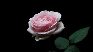 Превью обои роза, розовый, бутон, цветок, лепестки