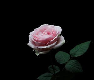 Превью обои роза, розовый, бутон, цветок, лепестки