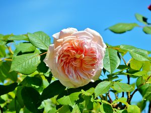 Превью обои роза, розовый, куст, бутон