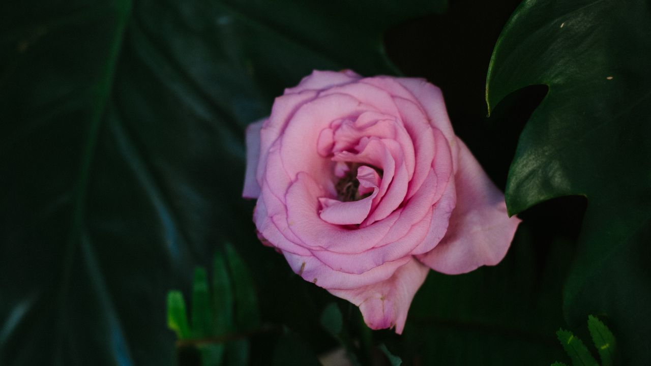 Обои роза, розовый, цветок, бутон