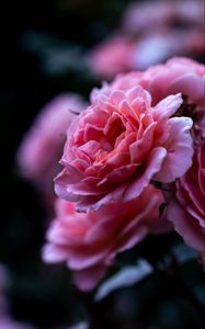 Превью обои роза, розовый, цветок, макро, крупный план, лепестки