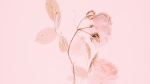 Превью обои роза, розовый, цветок, ветка, минимализм