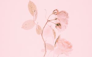 Превью обои роза, розовый, цветок, ветка, минимализм