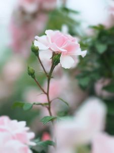 Превью обои роза, розовый, цветок, бутоны, цветение