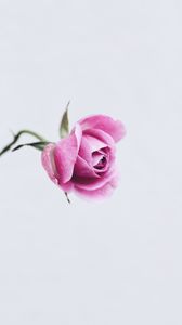 Превью обои роза, розовый, цветок, крупный план, минимализм