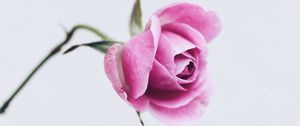 Превью обои роза, розовый, цветок, крупный план, минимализм