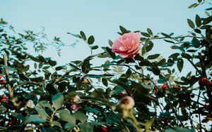 Превью обои роза, розовый, цветок, куст, растение