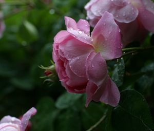 Превью обои роза, розовый, цветок, бутон, листья