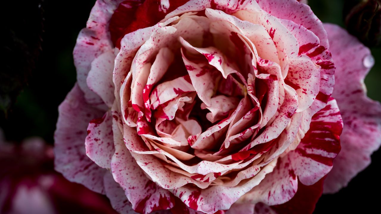 Обои роза, розовый, цветок, лепестки, макро