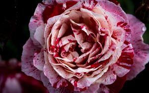 Превью обои роза, розовый, цветок, лепестки, макро
