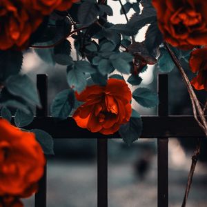 Превью обои роза, сад, куст, красный, забор