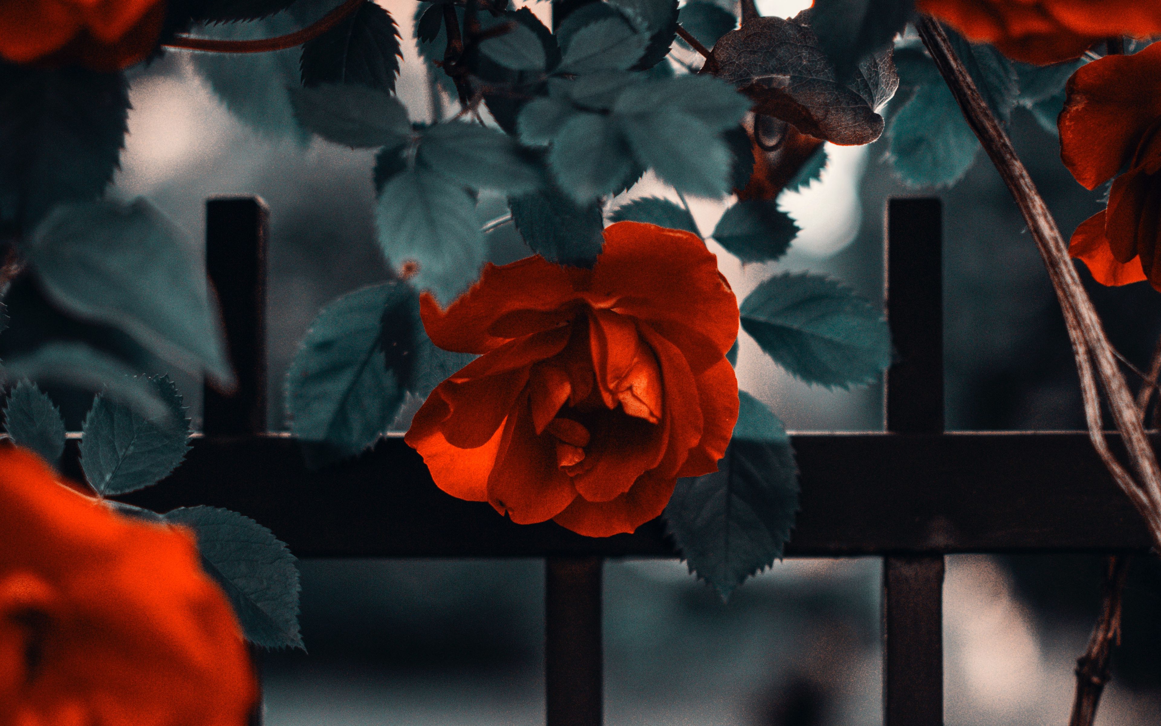 Сад с красными розами Эстетика