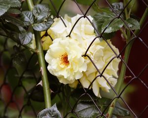 Превью обои роза, шипы, цветы, куст