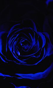 Превью обои роза, синяя роза, лепестки, темный, бутон