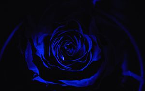 Превью обои роза, синяя роза, лепестки, темный, бутон