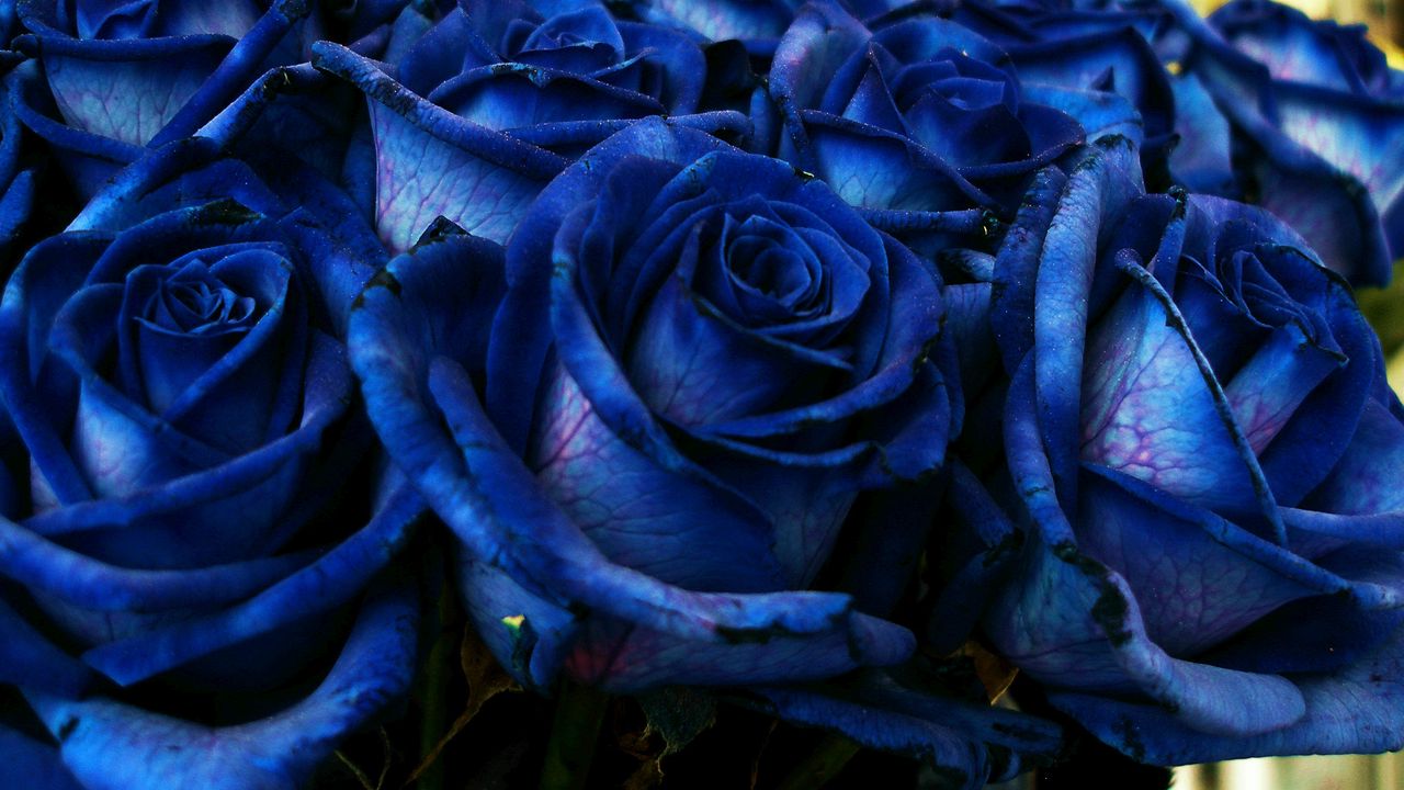 Обои роза, синий, букет, бутоны