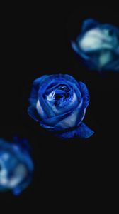 Превью обои роза, синий, бутон, цветок