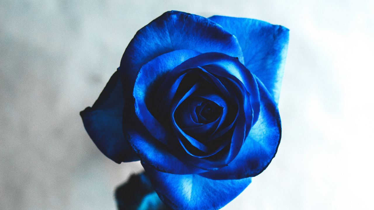 Обои роза, синий, бутон, цветок, размытость
