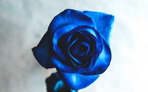 Превью обои роза, синий, бутон, цветок, размытость