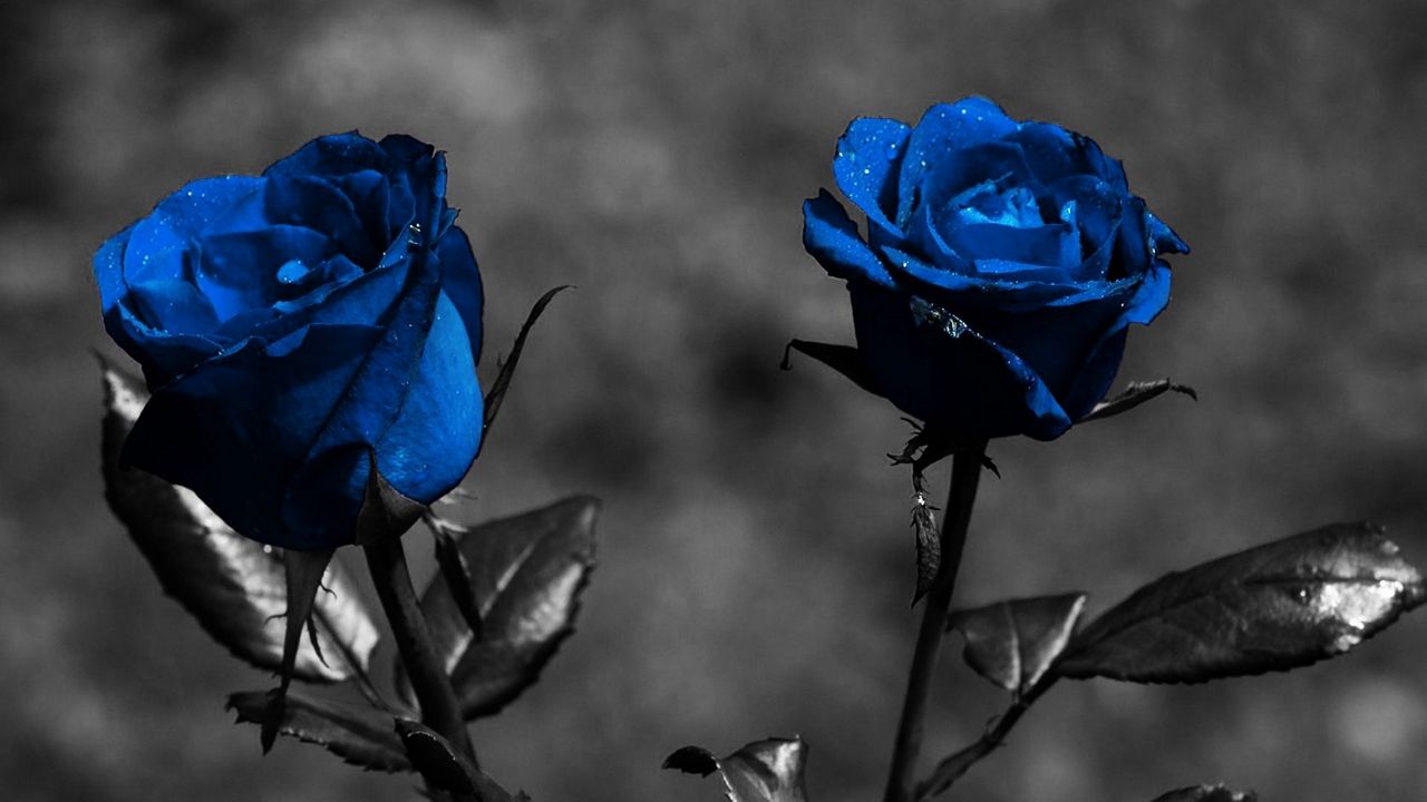 Обои роза, синий, цветы, листья, креатив