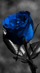 Превью обои роза, синий, цветы, листья, креатив