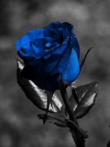 Превью обои роза, синий, цветы, листья, креатив